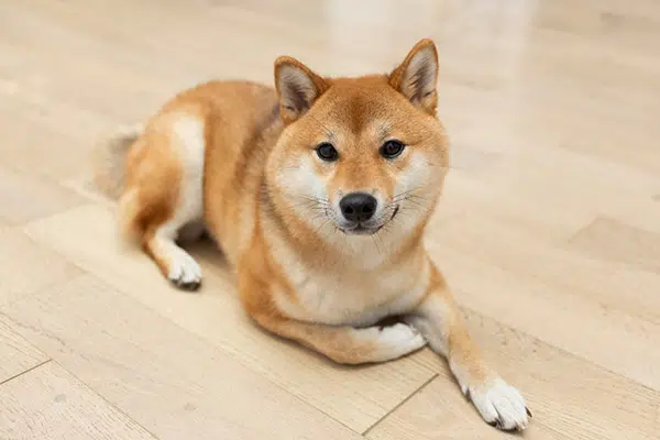 shiba inu dog breed