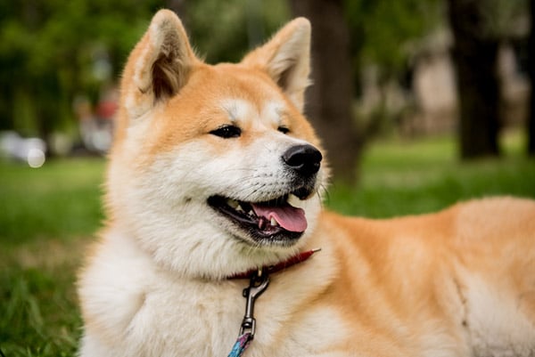 Akita inu dog breed