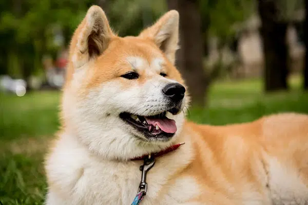 Akita Inu dog breed