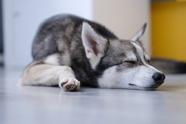 Alaskan Klee Kai dog breed