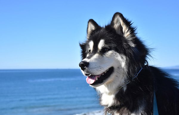 Alaskan Malamute