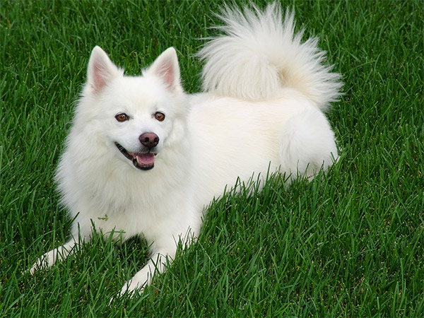 american eskimo dog breed