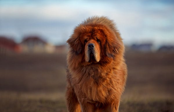 Tibetan Mastiff