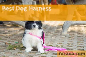 best dog harness