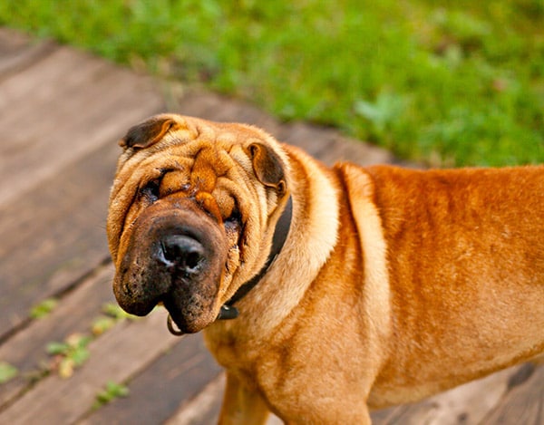 Shar-Pei dog breed