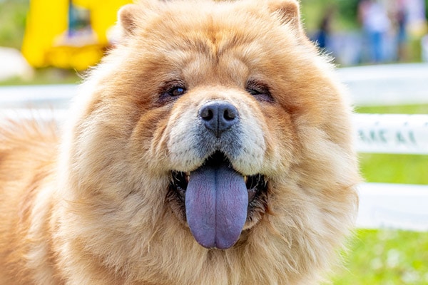 chow chow dog