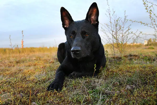 Dutch Shepherd dog breed