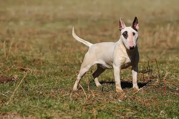 Bull Terrier dog breed