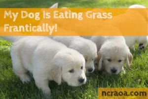 dog frantically eating grass