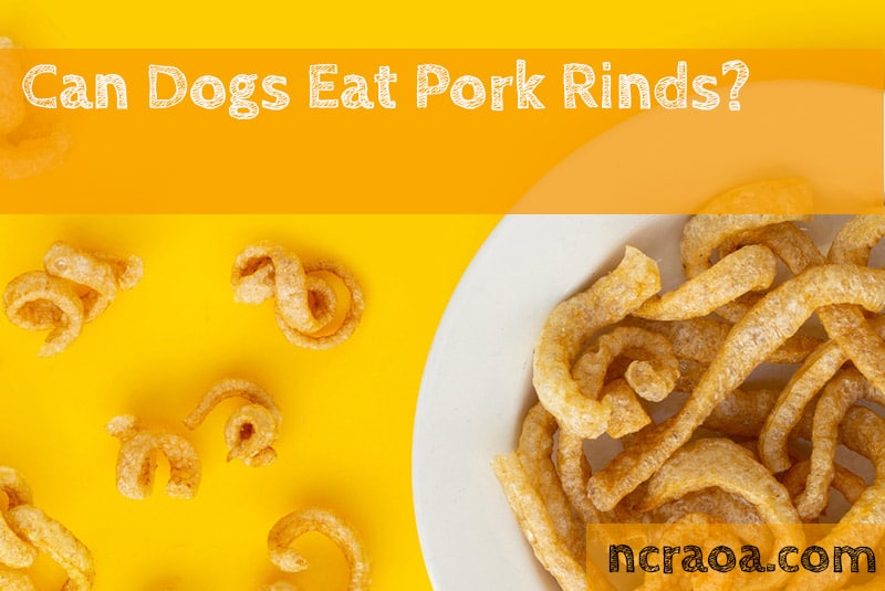 Can Dogs Eat Pork Rinds Are They Bad For Them National Canine 