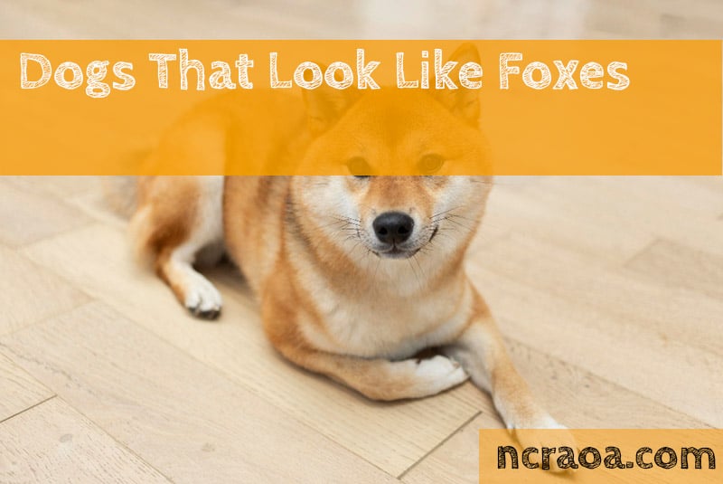 10 Dogs That Look Like Foxes (With Pictures) National Canine Research