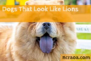 dog breeds that look like lions