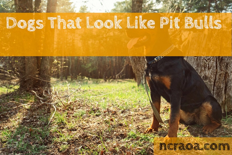 12 Dogs That Look Like Pit Bulls (With Pictures) | National Canine Research Association Of America