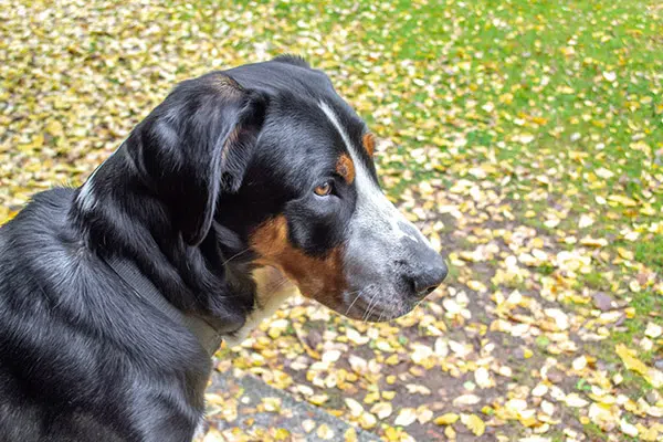 Greater Swiss Mountain Dog