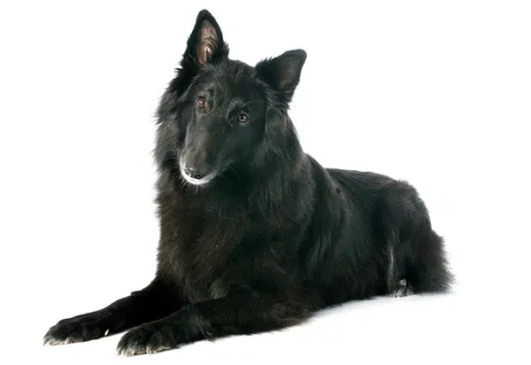 Groenendael dog breed