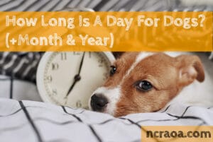 how long is a day for dogs