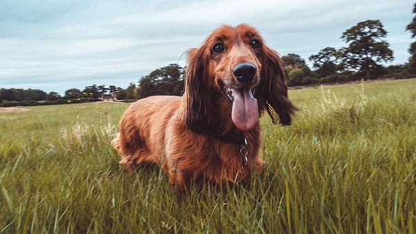 irish setter dog