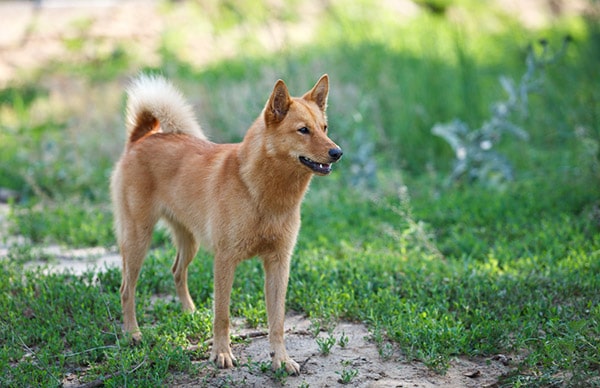 Finnish Spitz