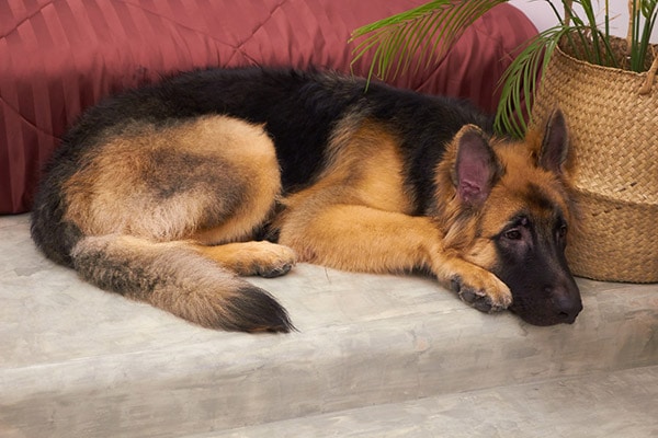 King Shepherd dog breed