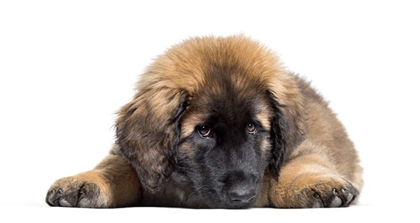 Leonberger dog breed