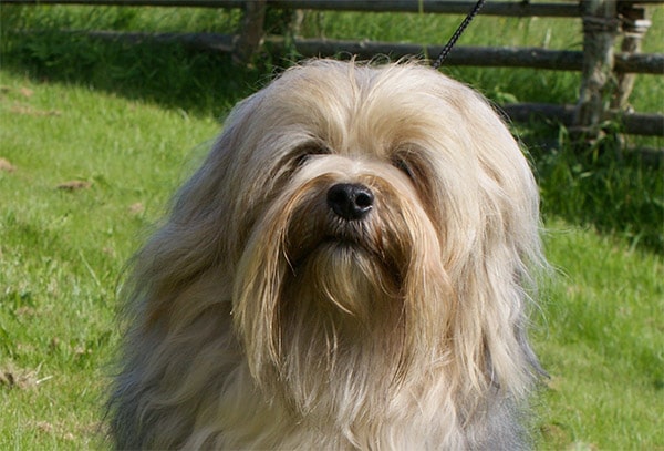 lowchen dog breed