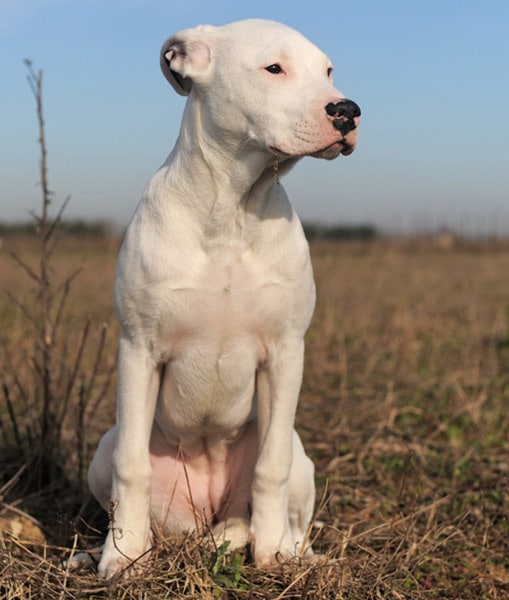 Dogo Argentino dog breed