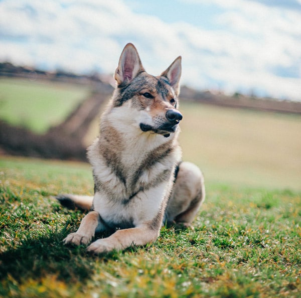 Tamaskan dog breed