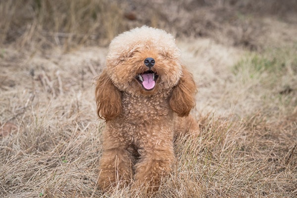 Miniature Poodle dog breed