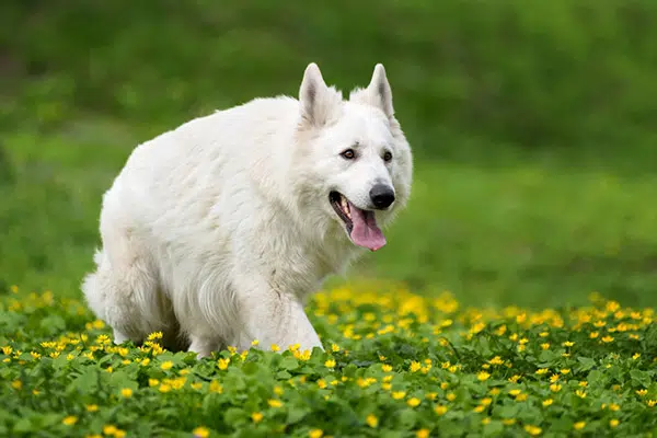 Berger Blanc Suisse dog breed