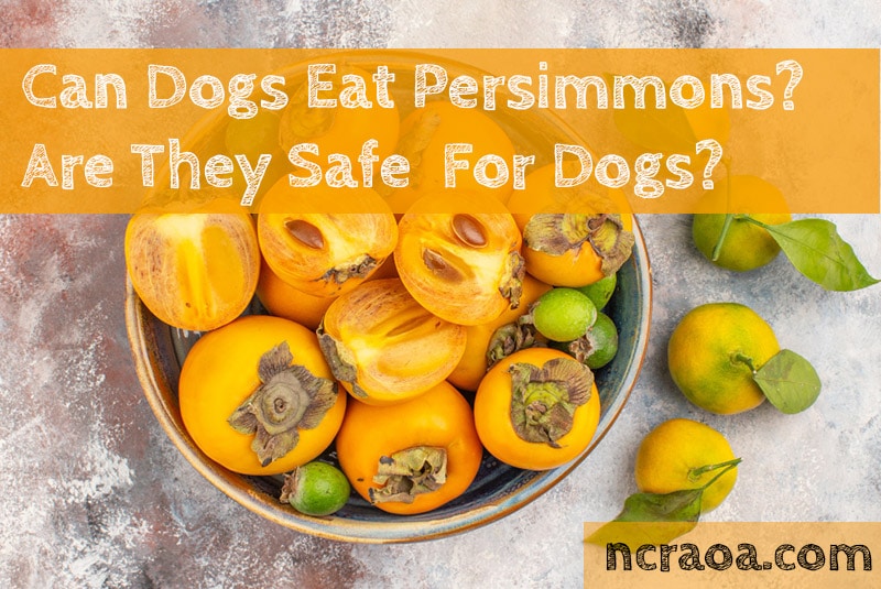 are persimmons itself bad for dogs