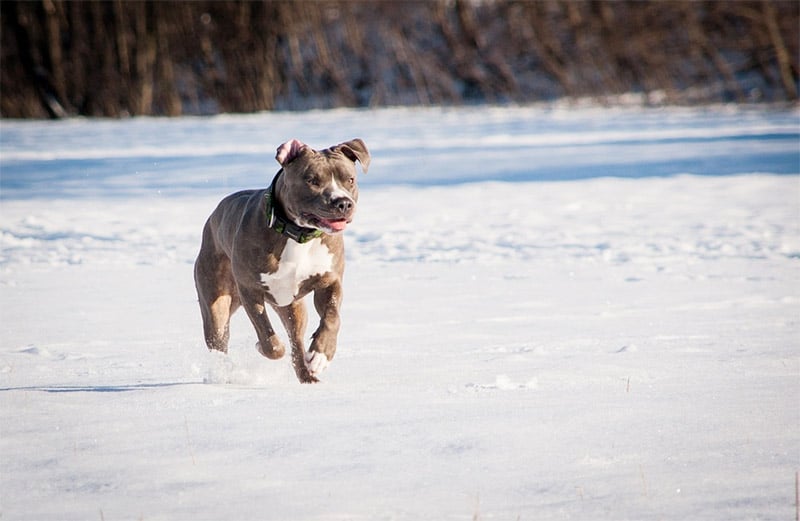 pitbull terrier playing in snow