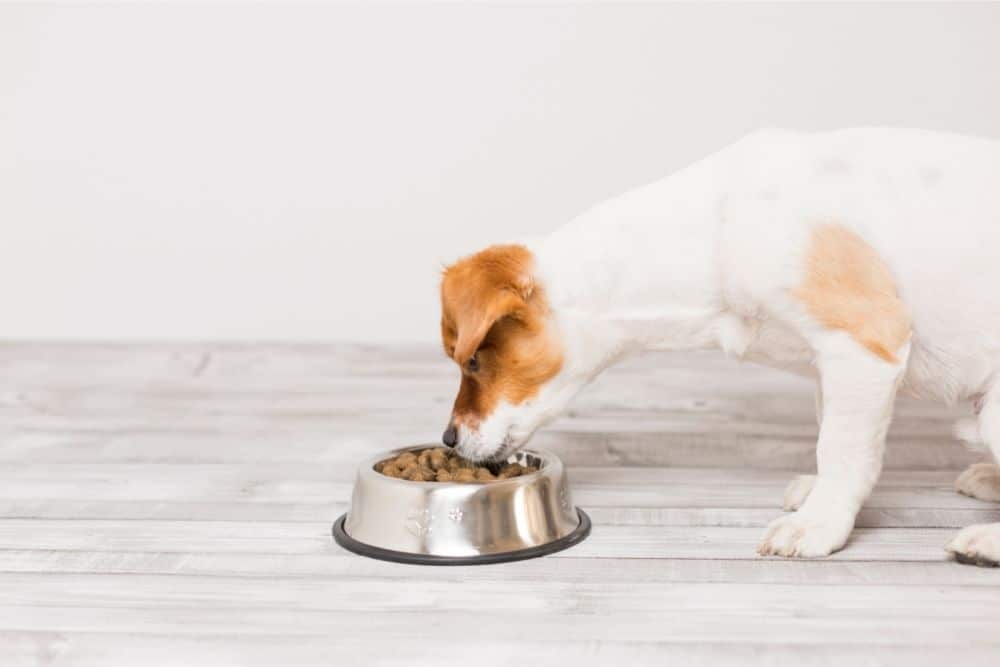 jack russell terrier eating