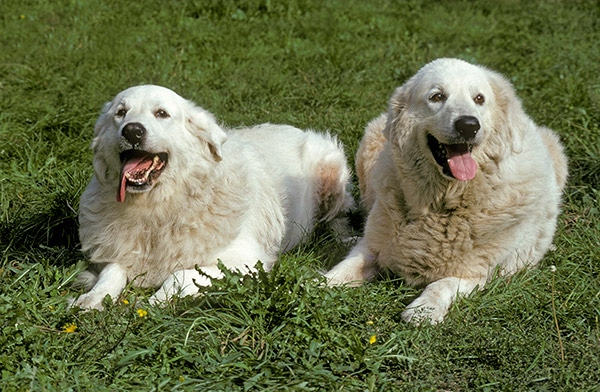 Great Pyreneesdogs