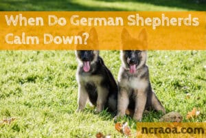 When Do German Shepherds Calm Down?