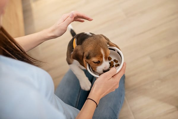 puppy eating puppy food