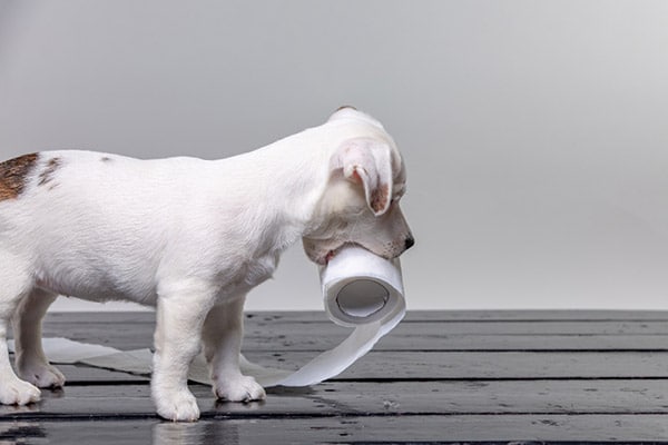 puppy with toilet paper