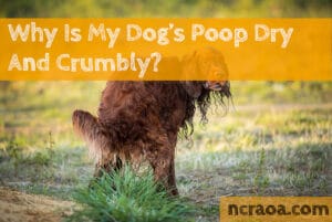 dog poop dry crumbly