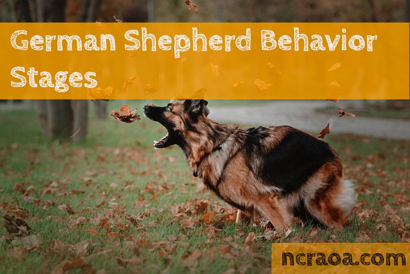 german shepherd behavior stages