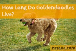 goldendoodle lifespan