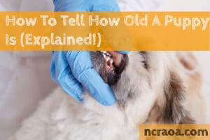 how to tell the age of a puppy