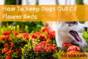 keep dogs out of flower beds