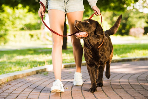 woman walking dog on hot day