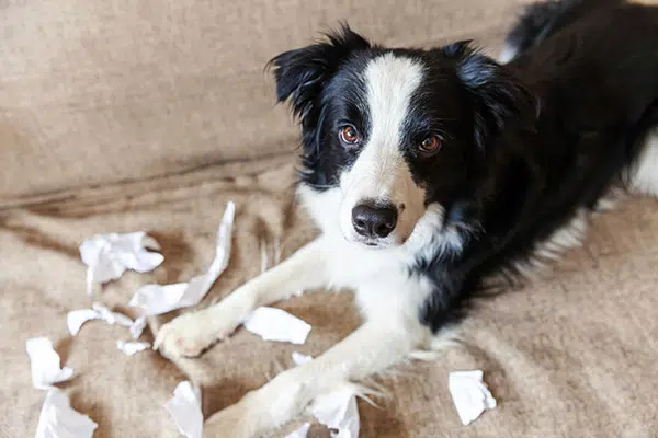 puppy destroying toilet paper at home