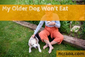 old dog stopped eating