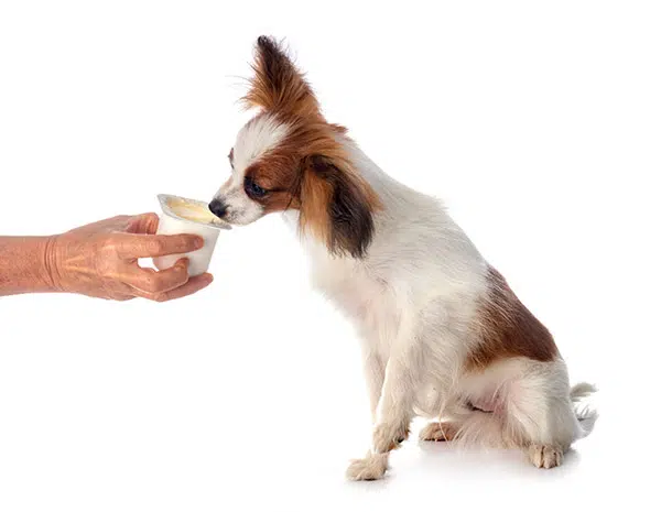 dog eating yogurt