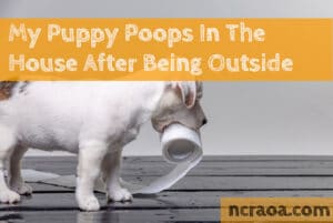 puppy poops inside after being outside