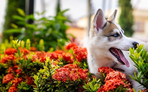 dog in flower bed