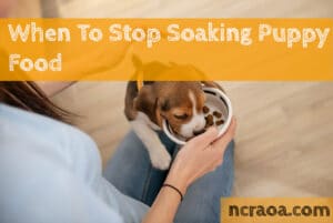 stop soaking puppy food