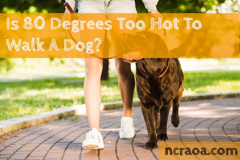 Is 80 Degrees Too Hot To Walk A Dog? | National Canine Research