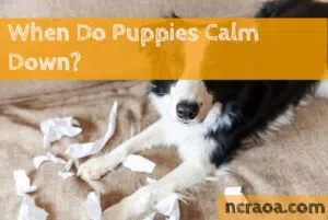 when do puppies calm down